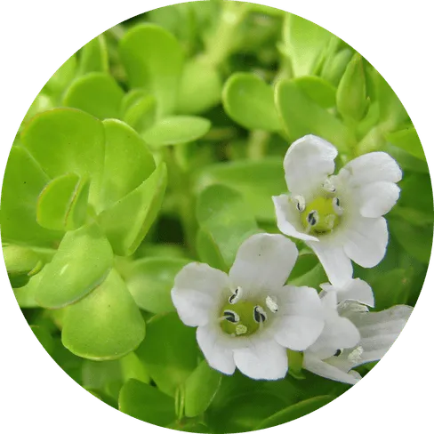 Bacopa Monnieri for Memory and Learning